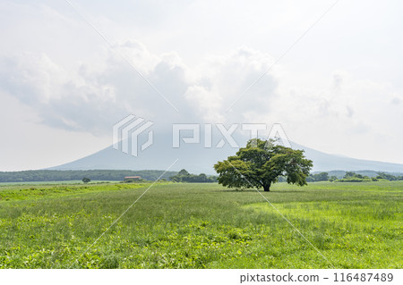 岩手縣八幡平市青神坊牧野夏季的孤櫻 岩手縣八幡平市青神坊牧野夏季的孤櫻 116487489