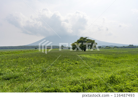 岩手縣八幡平市青神坊牧野夏季的孤櫻 116487493