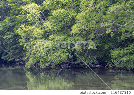 夏天的蔦沼，青森郡十和田市蔦沼展望台的清晨景色 116487510