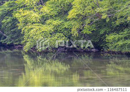 Tsutanuma Pond in summer. Early morning view from Tsutanuma Observatory. Towada City, Aomori Prefecture. 116487511