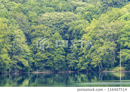 Tsutanuma Pond in summer. Early morning view from Tsutanuma Observatory. Towada City, Aomori Prefecture. Tsutanuma Pond in summer. Early morning view from Tsutanuma Observatory. Towada City, Aomori Prefecture. 116487514
