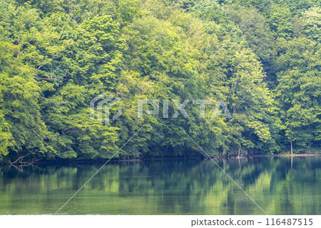 夏天的蔦沼,青森郡十和田市蔦沼展望台的清晨景色 夏天的蔦沼,青森郡十和田市蔦沼展望台的清晨景色 116487515