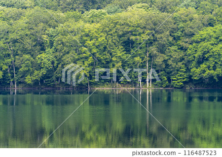 夏天的蔦沼，青森郡十和田市蔦沼展望台的清晨景色 116487523