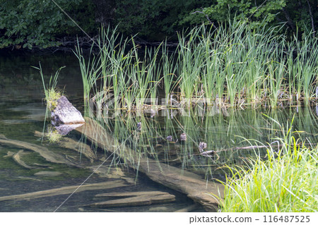 夏天的蔦沼,青森郡十和田市蔦沼展望台的清晨景色 夏天的蔦沼,青森郡十和田市蔦沼展望台的清晨景色 116487525