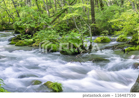 夏季奧入瀨青森縣十和田市慶隆三郎之路 夏季奧入瀨青森縣十和田市慶隆三郎之路 116487550