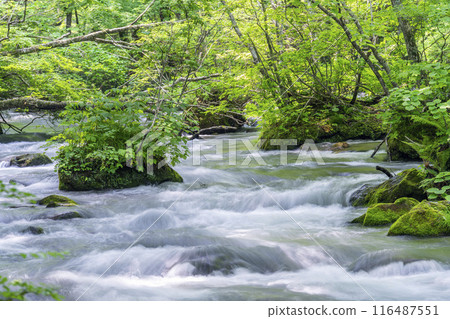 夏季奧入瀨青森縣十和田市慶隆三郎之路 116487551
