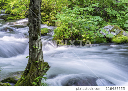 Summer Oirase Keiryu Sanran no Ie Towada City, Aomori Prefecture 116487555