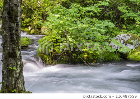 Summer Oirase Keiryu Sanran no Ie Towada City, Aomori Prefecture 116487559