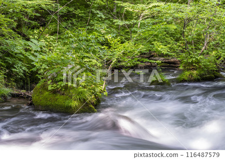 夏季奧入瀨青森縣十和田市慶隆三郎之路 116487579