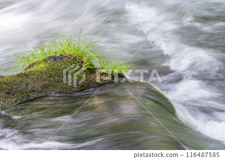 夏季奧入瀨青森縣十和田市慶隆三郎之路 116487585