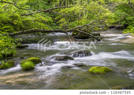 Summer Oirase Keiryu Sanran no Ie Towada City, Aomori Prefecture 116487595