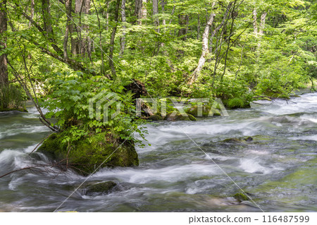 Summer Oirase Keiryu Sanran no Ie Towada City, Aomori Prefecture 116487599