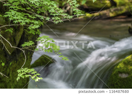 青森縣十和田市石角之莊夏季的奧入瀨溪流 青森縣十和田市石角之莊夏季的奧入瀨溪流 116487680