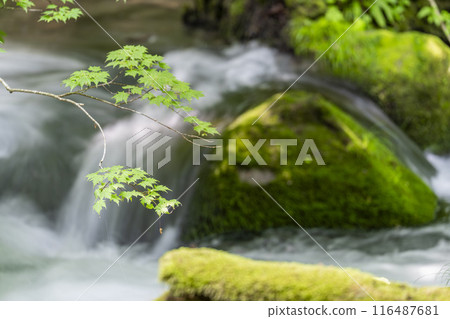 Summer Oirase Gorge, Ishigedo Rapids, Towada City, Aomori Prefecture Summer Oirase Gorge, Ishigedo Rapids, Towada City, Aomori Prefecture 116487681
