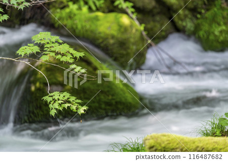 Summer Oirase Gorge, Ishigedo Rapids, Towada City, Aomori Prefecture 116487682