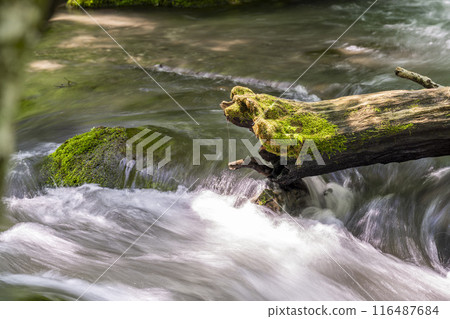 Summer Oirase Gorge, Ishigedo Rapids, Towada City, Aomori Prefecture Summer Oirase Gorge, Ishigedo Rapids, Towada City, Aomori Prefecture 116487684