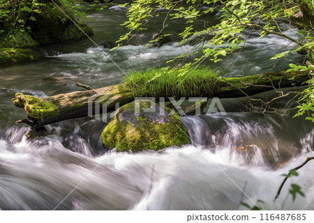Summer Oirase Gorge, Ishigedo Rapids, Towada City, Aomori Prefecture Summer Oirase Gorge, Ishigedo Rapids, Towada City, Aomori Prefecture 116487685
