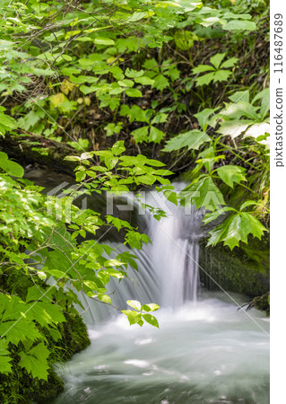 青森縣十和田市石角之莊夏季的奧入瀨溪流 116487689