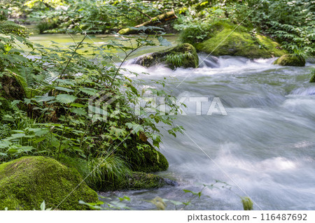 Summer Oirase Gorge, Ishigedo Rapids, Towada City, Aomori Prefecture Summer Oirase Gorge, Ishigedo Rapids, Towada City, Aomori Prefecture 116487692