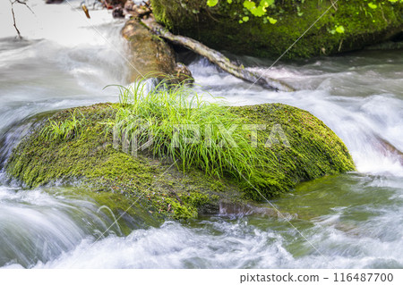 Summer Oirase Gorge, Ishigedo Rapids, Towada City, Aomori Prefecture 116487700