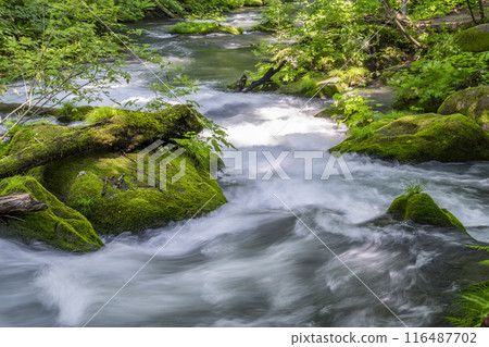 青森縣十和田市石角之莊夏季的奧入瀨溪流 116487702
