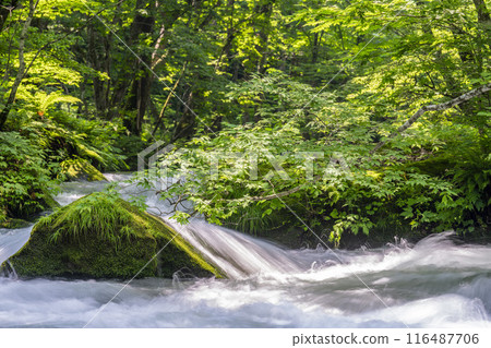 Summer Oirase Gorge, Ishigedo Rapids, Towada City, Aomori Prefecture 116487706