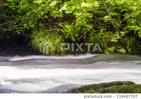 青森縣十和田市石角之莊夏季的奧入瀨溪流 青森縣十和田市石角之莊夏季的奧入瀨溪流 116487707