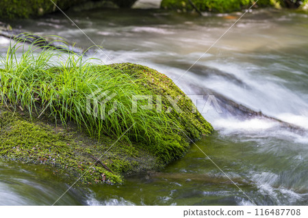 青森縣十和田市石角之莊夏季的奧入瀨溪流 青森縣十和田市石角之莊夏季的奧入瀨溪流 116487708