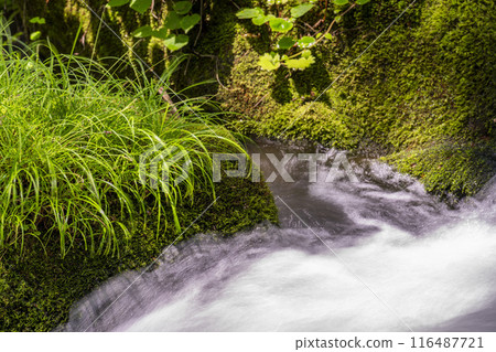 Summer Oirase Stream Asura Stream Towada City, Aomori Prefecture Summer Oirase Stream Asura Stream Towada City, Aomori Prefecture 116487721