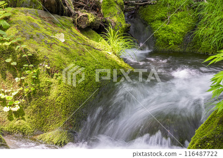 Summer Oirase Stream Asura Stream Towada City, Aomori Prefecture Summer Oirase Stream Asura Stream Towada City, Aomori Prefecture 116487722