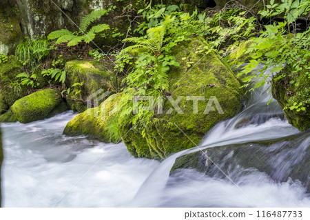 Summer Oirase Stream Asura Stream Towada City, Aomori Prefecture 116487733
