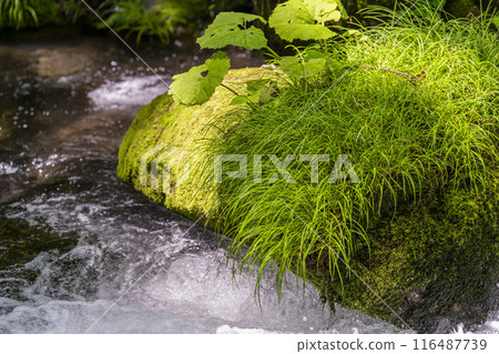 Summer Oirase Stream Asura Stream Towada City, Aomori Prefecture Summer Oirase Stream Asura Stream Towada City, Aomori Prefecture 116487739