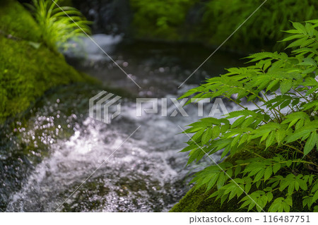 Summer Oirase Stream Asura Stream Towada City, Aomori Prefecture Summer Oirase Stream Asura Stream Towada City, Aomori Prefecture 116487751
