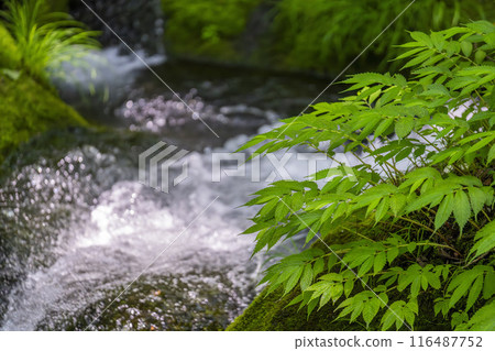 Summer Oirase Stream Asura Stream Towada City, Aomori Prefecture Summer Oirase Stream Asura Stream Towada City, Aomori Prefecture 116487752