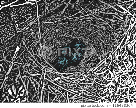 Nest with clutch of a small forest bird. Four eggs with blue, marbled color in the nest. 116488364