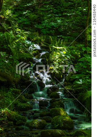 Early summer in Towada City, Aomori Prefecture: Fresh greenery in the Oirase Gorge, Shimomakadozawa River 116488440