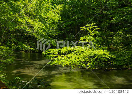 Early summer in Towada City, Aomori Prefecture: Fresh greenery in the Oirase Gorge Early summer in Towada City, Aomori Prefecture: Fresh greenery in the Oirase Gorge 116488442