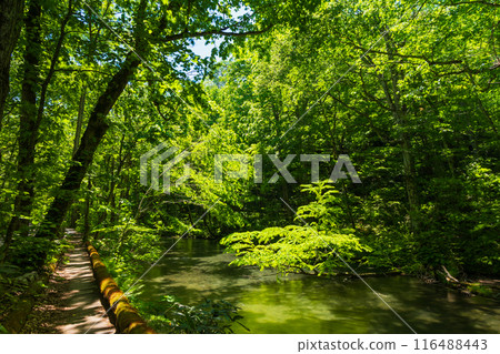 Early summer in Towada City, Aomori Prefecture: Fresh greenery in the Oirase Gorge Early summer in Towada City, Aomori Prefecture: Fresh greenery in the Oirase Gorge 116488443