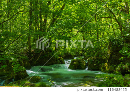 Early summer in Towada City, Aomori Prefecture: Fresh greenery in the Oirase Gorge, Ashura no Nagare Early summer in Towada City, Aomori Prefecture: Fresh greenery in the Oirase Gorge, Ashura no Nagare 116488455