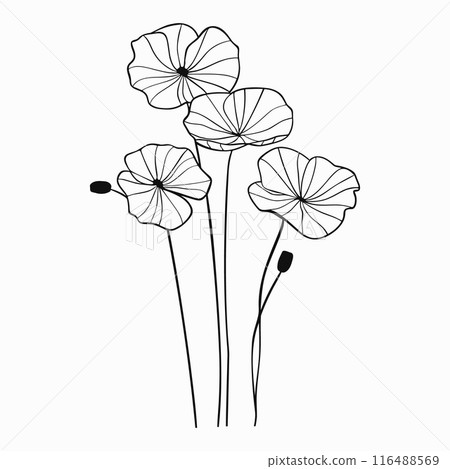 Gotu kola, Centella asiatica. Line art. Hand drawn sketch black and white vector illustration. Engraved style 116488569