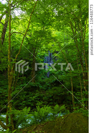Early summer in Towada City, Aomori Prefecture: Fresh greenery in the Oirase Gorge and Furo Falls Early summer in Towada City, Aomori Prefecture: Fresh greenery in the Oirase Gorge and Furo Falls 116488773