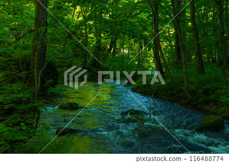 Early summer in Towada City, Aomori Prefecture: Fresh greenery in the Oirase Gorge Early summer in Towada City, Aomori Prefecture: Fresh greenery in the Oirase Gorge 116488774