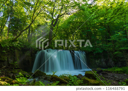 Early summer in Towada City, Aomori Prefecture: Fresh greenery in the Oirase Gorge and Choshi Falls Early summer in Towada City, Aomori Prefecture: Fresh greenery in the Oirase Gorge and Choshi Falls 116488791