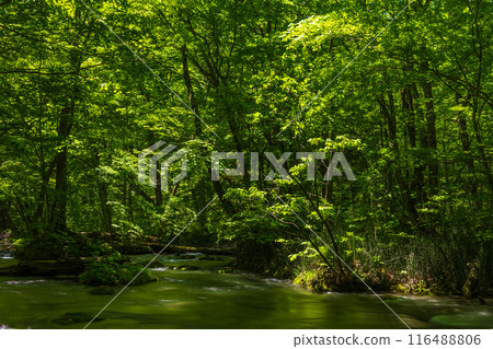 初夏的青森縣十和田市，綠意盎然的奧入瀨溪流 116488806