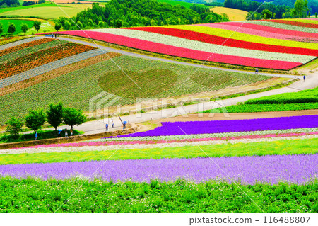 美麗的花園山1 116488807