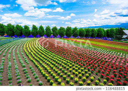 色彩繽紛的花田 色彩繽紛的花田 116488815