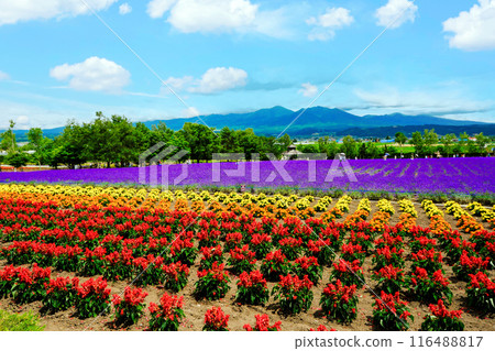 丹參和 Sakiwai 田 丹參和 Sakiwai 田 116488817