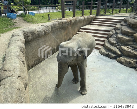 動物園大象 116488948