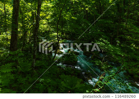初夏的青森縣十和田市，綠意盎然的奧入瀨溪流 116489260
