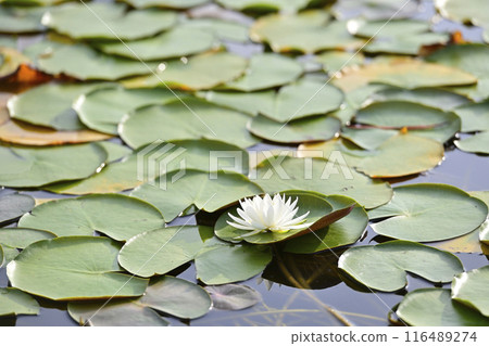 白浪百合花 116489274